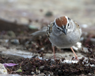 Chipping Sparrow 2254